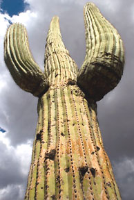 Cactus